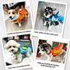 Dog Life Jacket for Swimming & Outdoor Water Activities