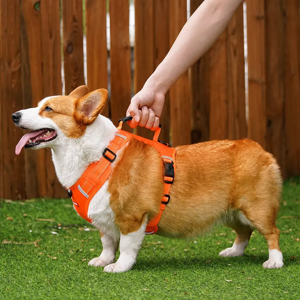 Nylon Dog Harness with Optional Leash