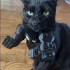 3D-Printed Arm Charm Neck Accessory for Cats and Dogs