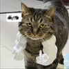 3D-Printed Arm Charm Neck Accessory for Cats and Dogs