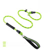Nylon P-Chain Dog Training Leash
