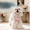 Nylon Dog Harness and Leash for Small Dogs
