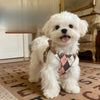 Nylon Dog Harness and Leash for Small Dogs