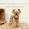 Nylon Dog Harness and Leash for Small Dogs
